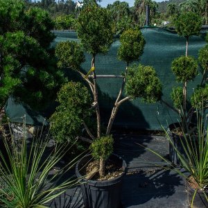 Tis obyčajný (Taxus Baccata) - výška 130-140 cm, kont. C70L - POMPONS 